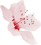 flower_5.png (Demo)